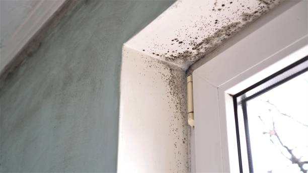 Best White Mold Remediation in Colma, CA