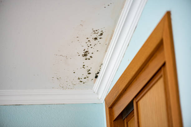 Best Commercial Mold Remediation in Colma, CA