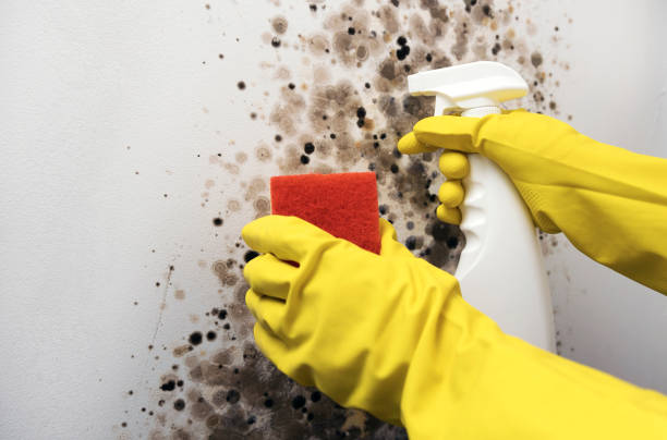 Best Preventive Mold Services in Colma, CA