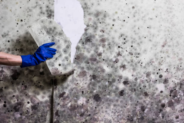 Colma, CA Mold Remediation Company