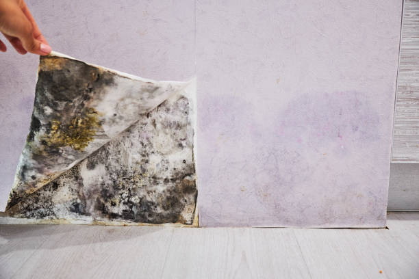 Best Industrial Mold Remediation in Colma, CA